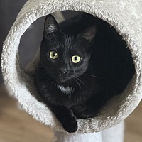 adopt-pet