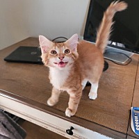 adopt a pet