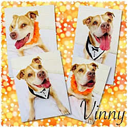 Thumbnail photo of Vinny - Pawsitive Direction #2