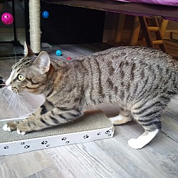 Duluth Ga Domestic Shorthair Meet Curious George A Pet For