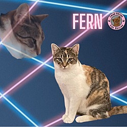 Thumbnail photo of Fern #1