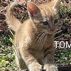 Thumbnail photo of Tommy #4