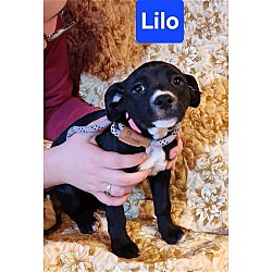 Thumbnail photo of Basket Pup Lilo #2