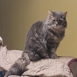 Photo of Goliath - handsome Maine Coon mix