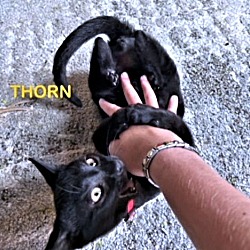 Thumbnail photo of Thorn #2