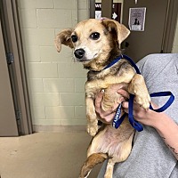 adopt a pet
