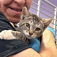 adopt a pet