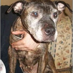 Photo of Chyna needs a foster
