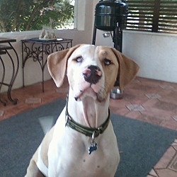 Photo of houndy