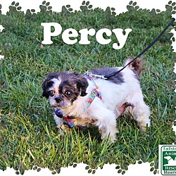 Thumbnail photo of Percy #1