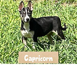 Photo of CAPRICORN