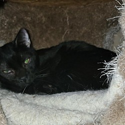 Photo of Solomon/Burke 43