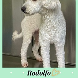Photo of Rodolfo - 3 YEAR STAND POODLE