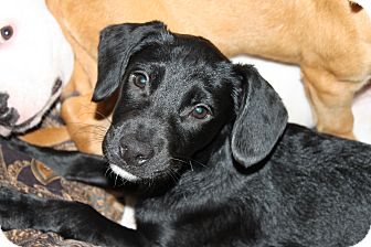 cockapoo cross labrador puppies