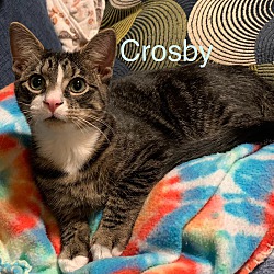 Thumbnail photo of Crosby #1