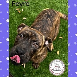 Photo of Feyre