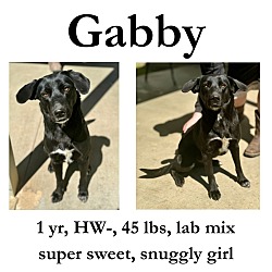 Thumbnail photo of Gabby #1