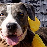 adopt a pet