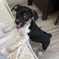 adopt a pet
