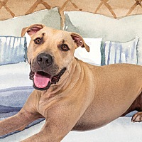 adopt a pet