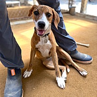 adopt a pet