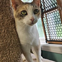 adopt-pet