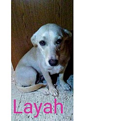 Thumbnail photo of Layah #1