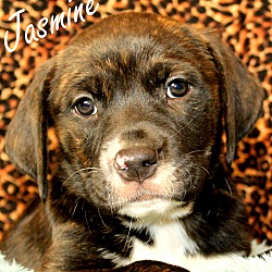 Thumbnail photo of Jasmine~adopted! #3