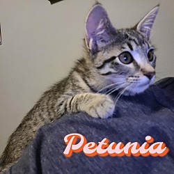 Thumbnail photo of Petunia #4