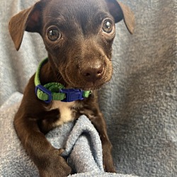 Photo of Butters