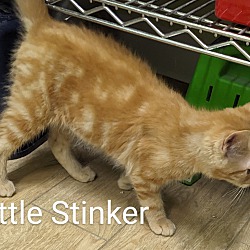 Photo of Little Stinker