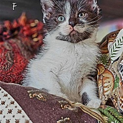 Photo of Kiki