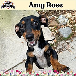 Photo of Amy Rose