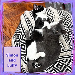 Thumbnail photo of Luffy and Simon- bonded snuggly brothers #2