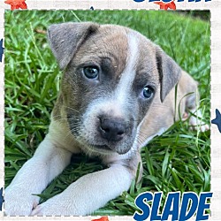 Thumbnail photo of Slade #1