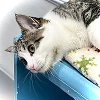 adopt a pet