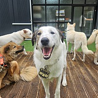 adopt a pet