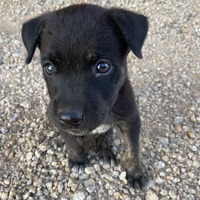 adopt-pet