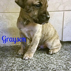 Photo of Grayson