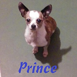 Thumbnail photo of Prince #1
