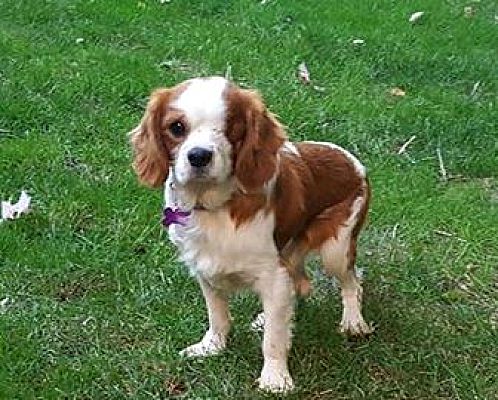 charlie king charles spaniel