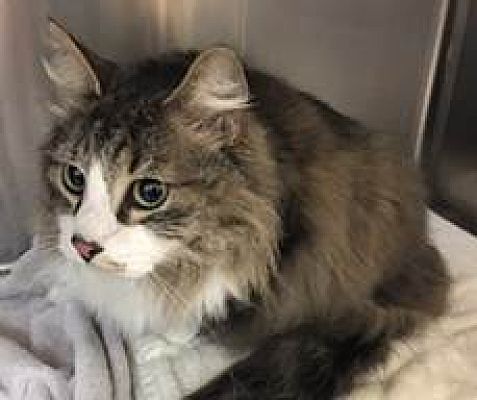 adopt a siberian cat