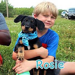 Thumbnail photo of Rosie #2