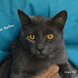 Thumbnail photo of Cat Ballou #1