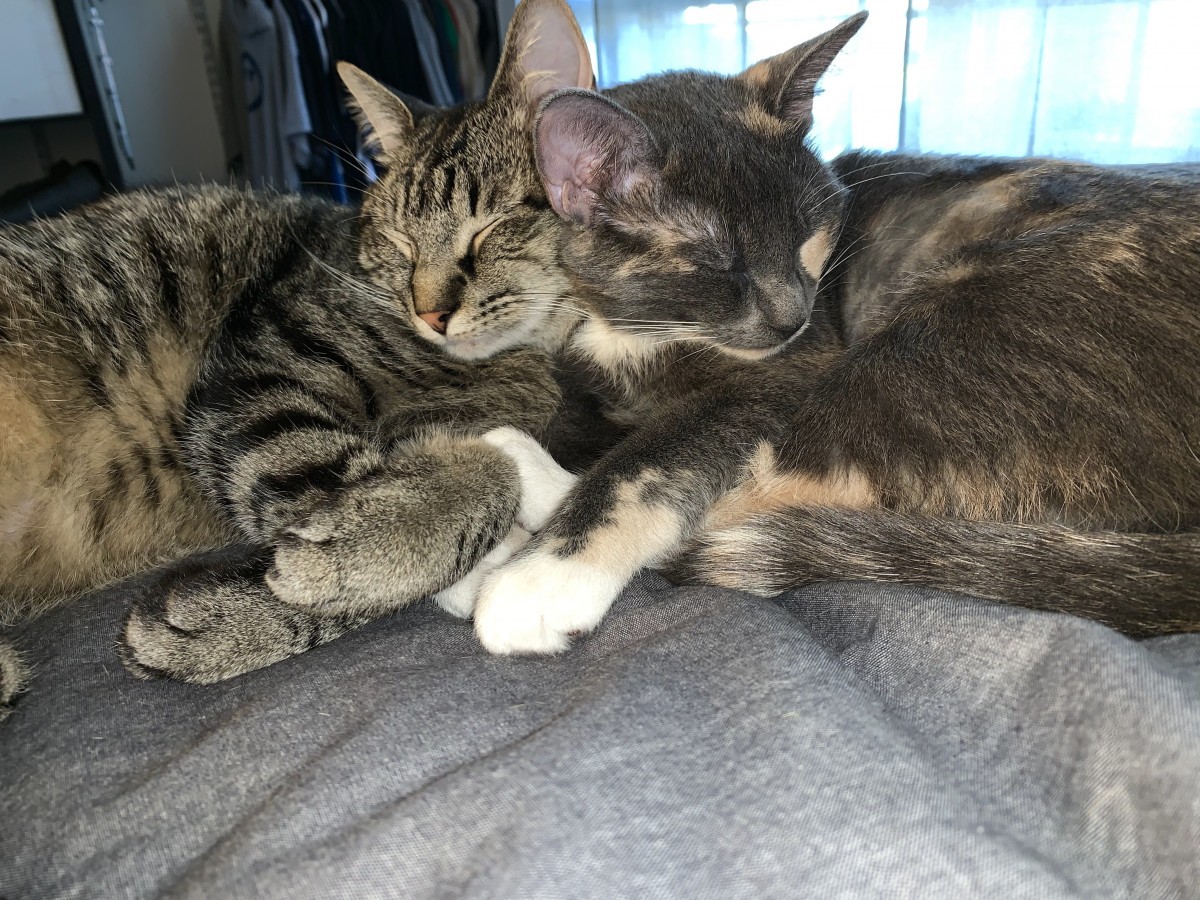 Adopt Bonded Pair: Sterling A Brown Tabby American Shorthair Cat In ...