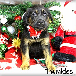 Thumbnail photo of Twinkles~adopted! #1
