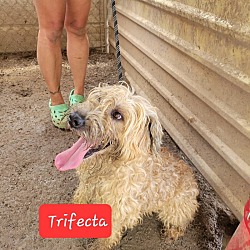 Photo of Trifecta