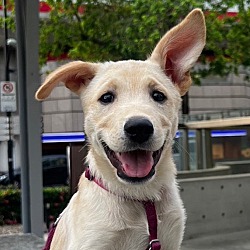 Photo of Lucy (Taiwan FMD mixed)