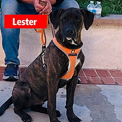Photo of Lester