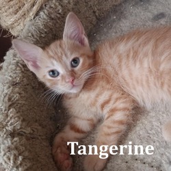 Thumbnail photo of Tangerine Llanos #2